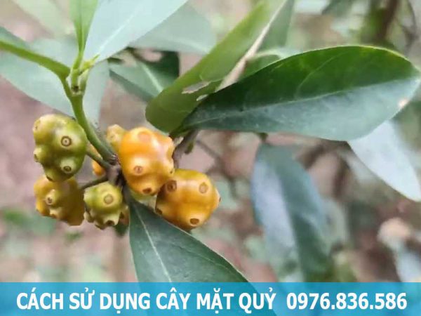 cách sử dụng cây mặt quỷ