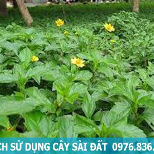 bài thuốc sử dụng cây sài đất