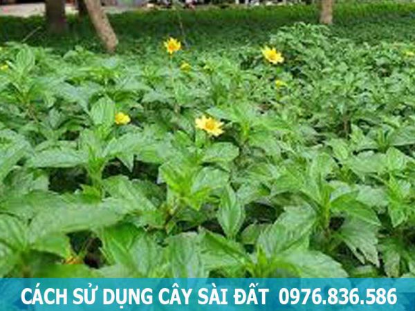 bài thuốc sử dụng cây sài đất