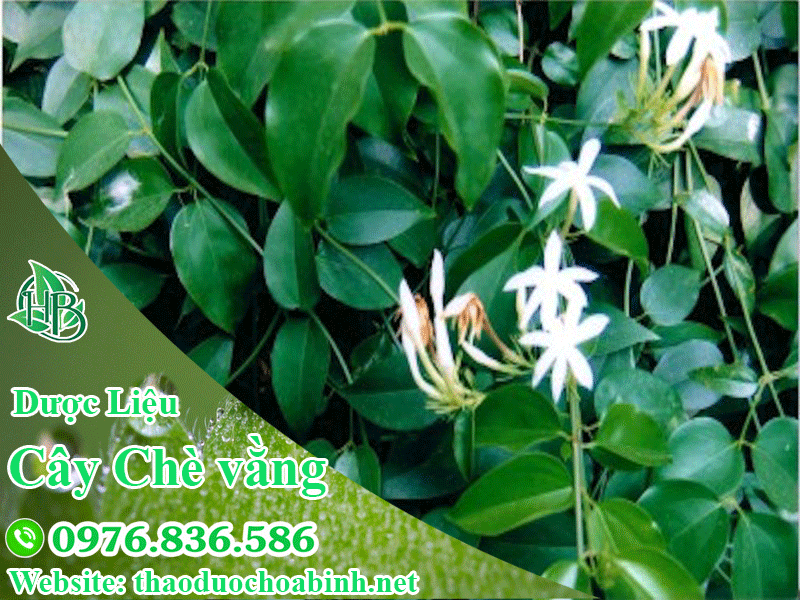 Chè vằng - món quà của thiên nhiên