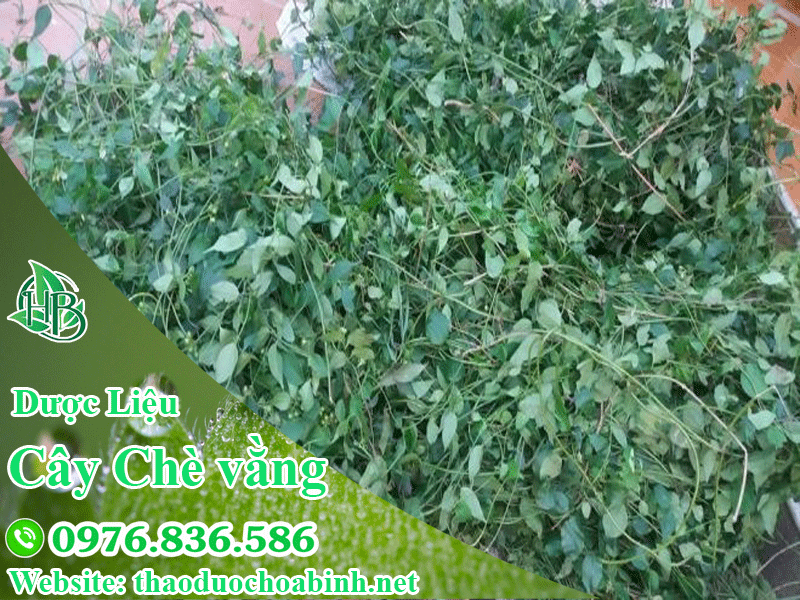 Chè vằng sẻ là loại chè vằng tốt nhất cho sức khỏe