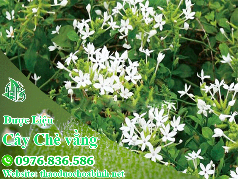 Chè vằng tươi