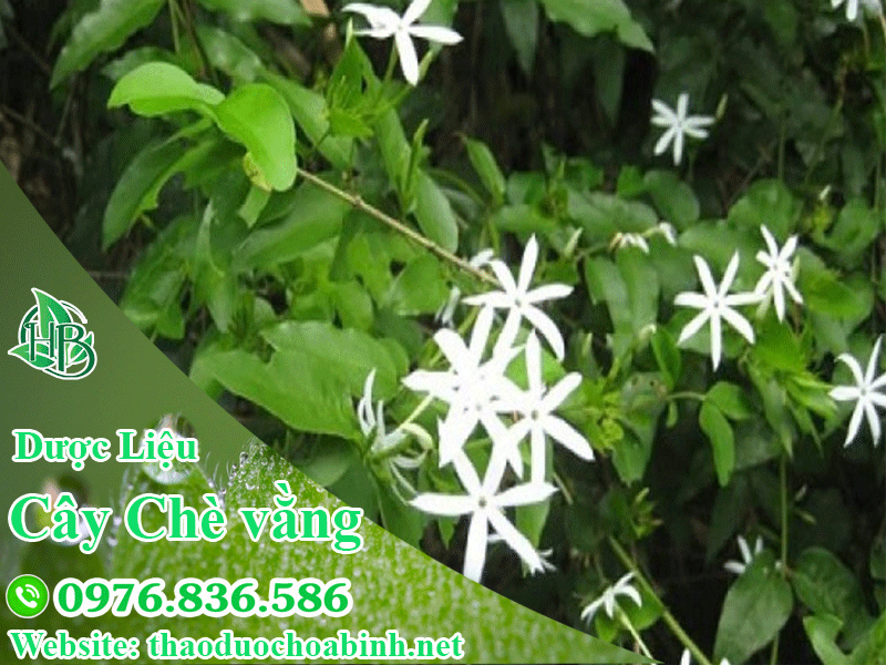 Chè vằng - dược liệu thiên nhiên có tác dụng tốt cho sức khỏe