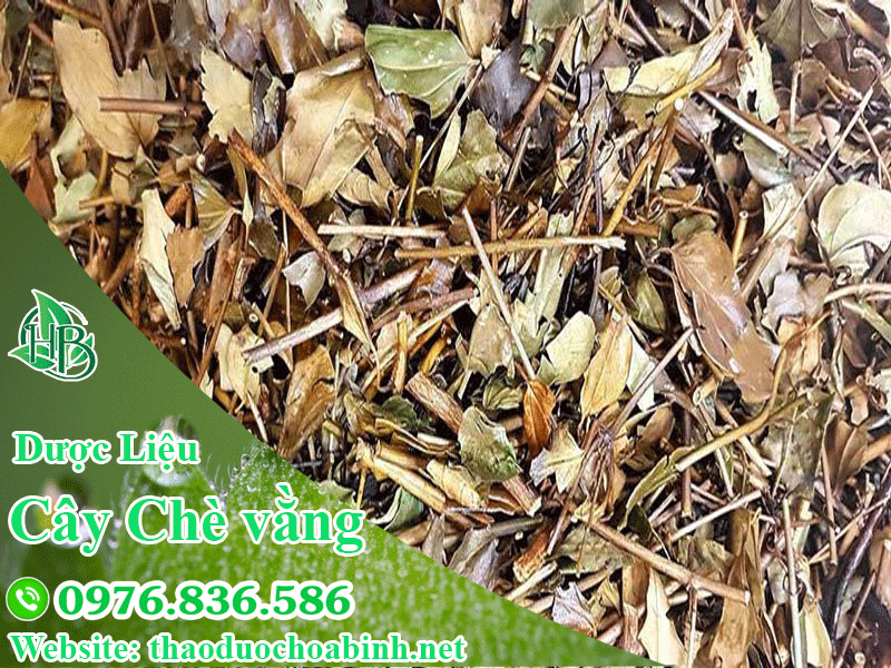 Chè vằng khô chứa 70% dưỡng chất so với chè vằng tươi