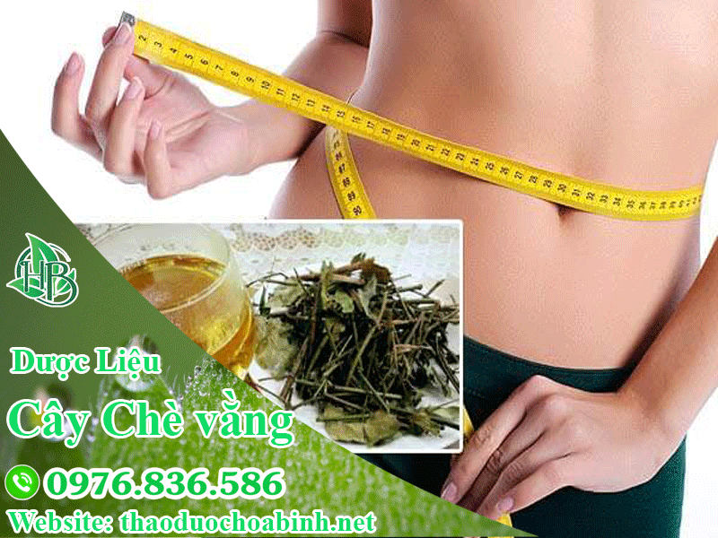 Chè vằng giảm cân an toàn và hiệu quả