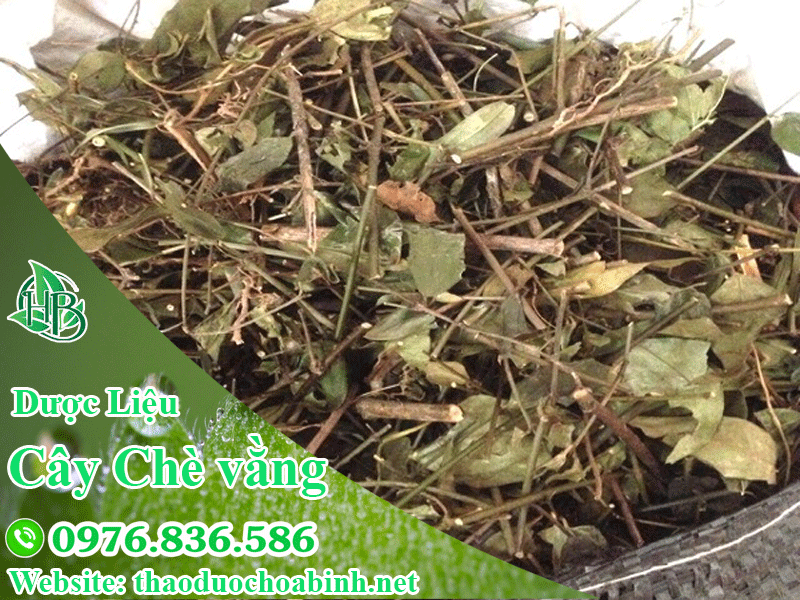 Chè vằng được dùng để cải thiện giấc ngủ, giúp ăn ngon