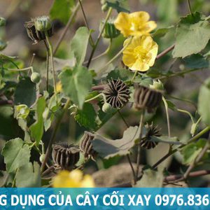 công dụng của cây cối xay