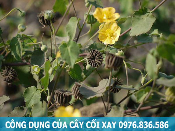 công dụng của cây cối xay