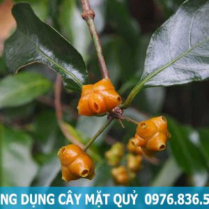 công dụng cây mặt quỷ