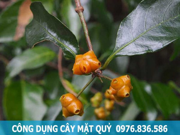 công dụng cây mặt quỷ