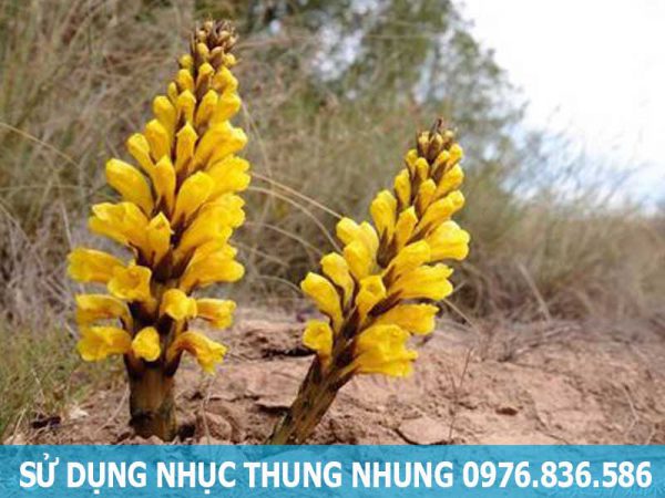 công dụng của cây nhục thung nhung