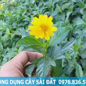 công dụng của cây sài đất hỗ trợ điều trị bệnh