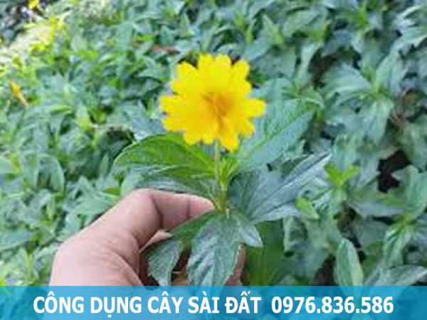 công dụng của cây sài đất hỗ trợ điều trị bệnh