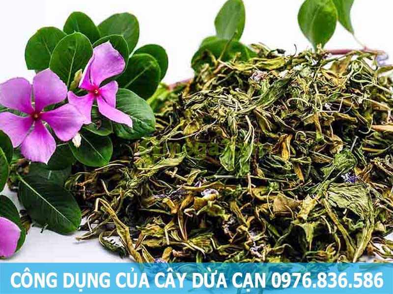công dụng của cây dừa cạn