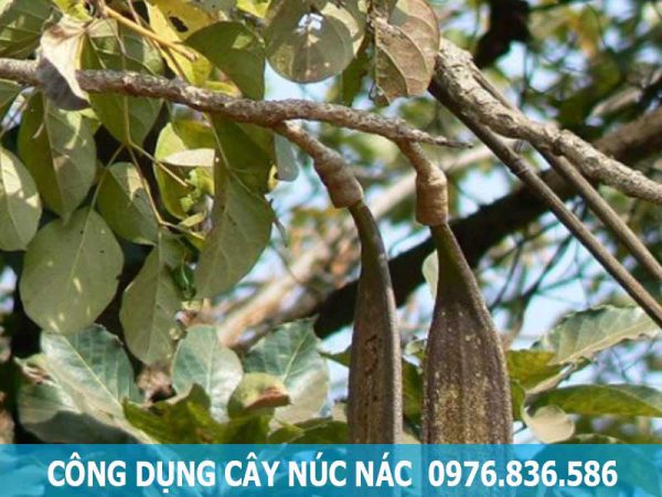 công dụng của cây núc nác