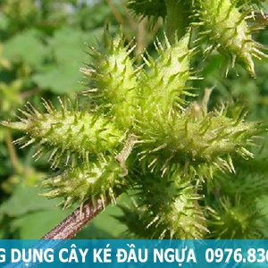 công dụng hỗ trợ điều trị bệnh của cây ké đầu ngựa