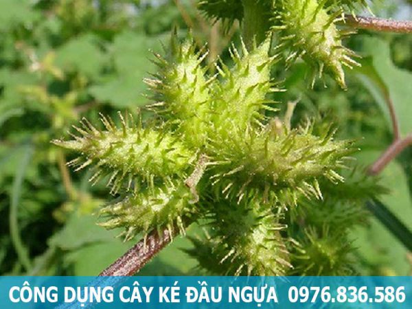 công dụng hỗ trợ điều trị bệnh của cây ké đầu ngựa