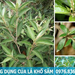 công dụng của cây khổ sâm