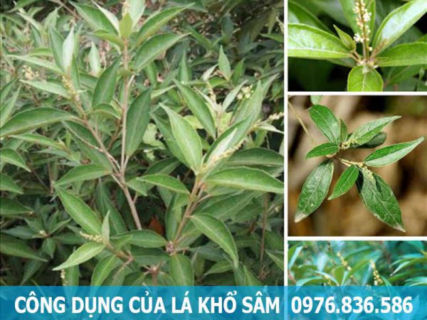 công dụng của cây khổ sâm