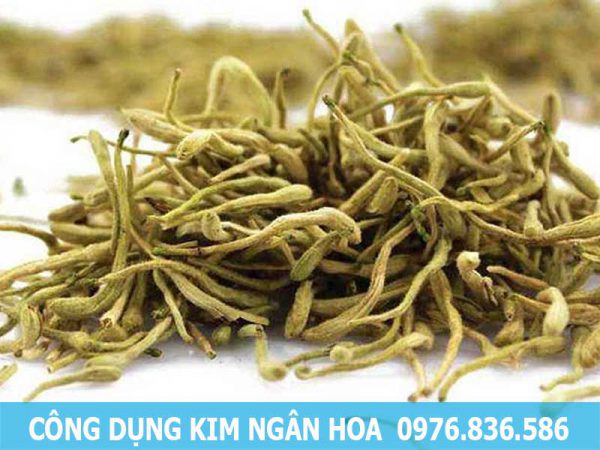 công dụng hỗ trợ điều trị bệnh của kim ngân hoa