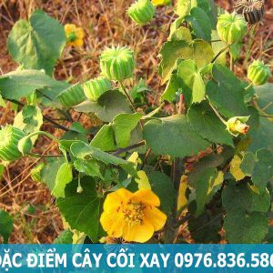 đặc điểm cây cối xay