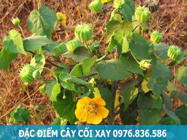 đặc điểm cây cối xay