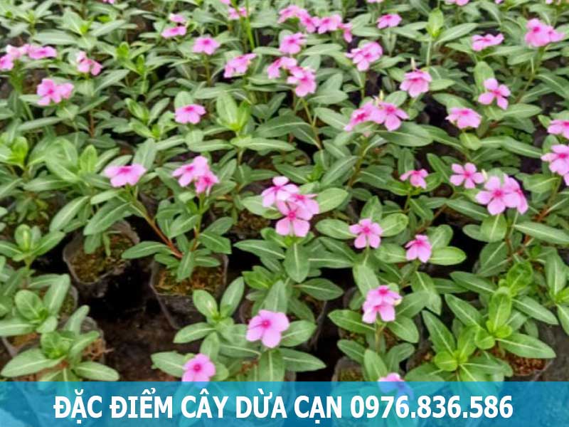 đặc điểm cây dừa cạn