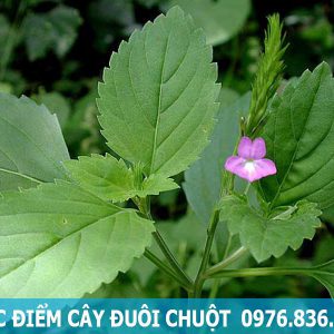 đặc điểm cây đuôi chuột