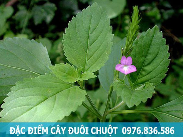 đặc điểm cây đuôi chuột