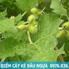 đặc điểm cây ké đầu ngựa