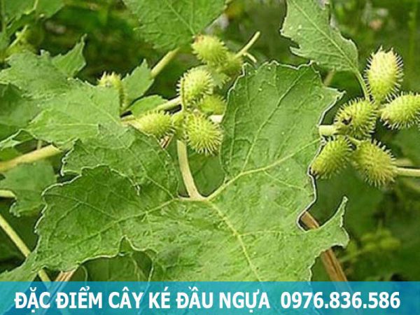 đặc điểm cây ké đầu ngựa