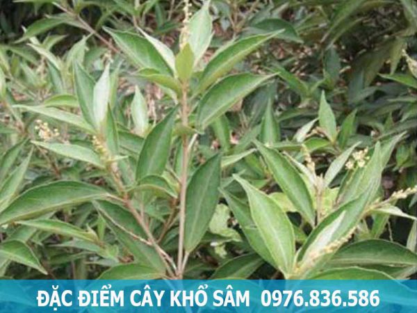 đặc điểm cây khổ sâm cho lá