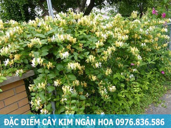 đặc điểm cây kim ngân hoa