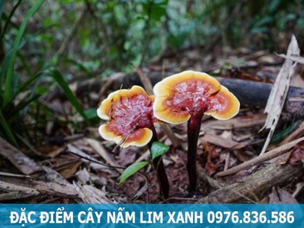 đặc điểm cây nấm lim xanh