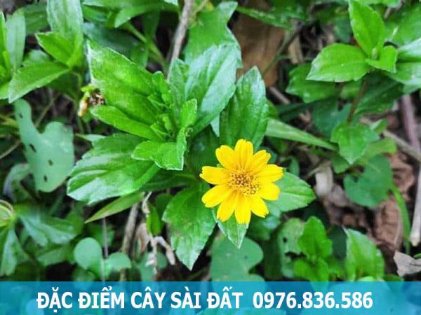 đặc điểm cây sài đất