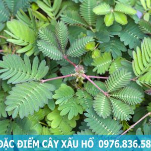 đặc điểm cây xấu hổ