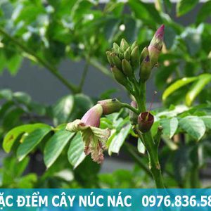 đặc điểm cây núc nác