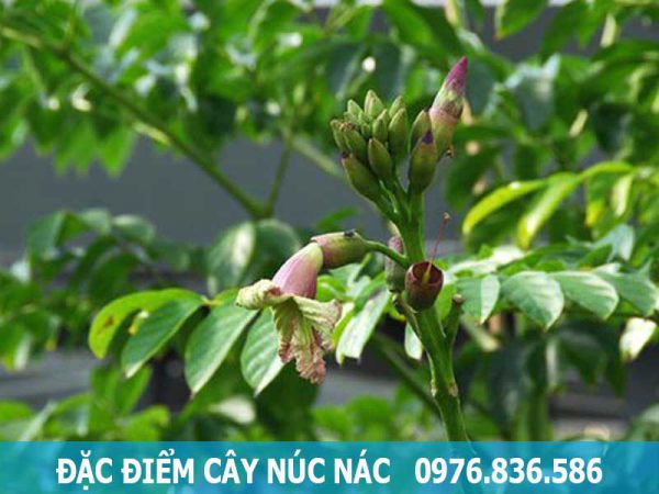 đặc điểm cây núc nác