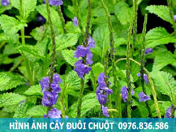 hình ảnh cây đuôi chuột