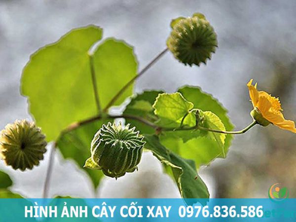 hình ảnh cây cối xay