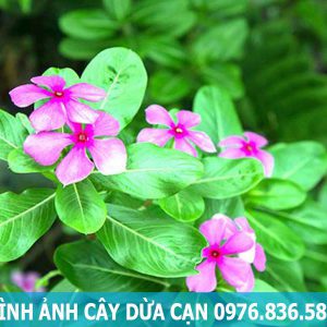 hình ảnh cây dừa cạn