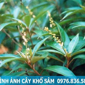 hình ảnh cây khổ sâm