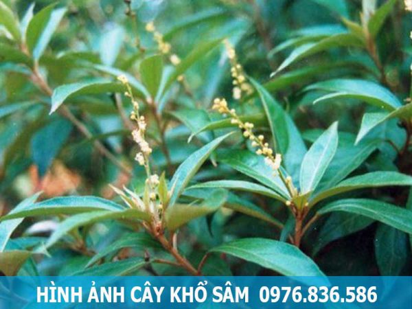 hình ảnh cây khổ sâm