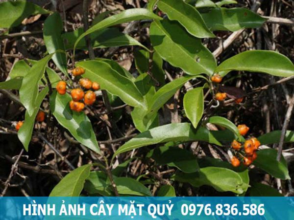 hình ảnh cây mặt quỷ