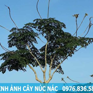 hình ảnh cây núc nác