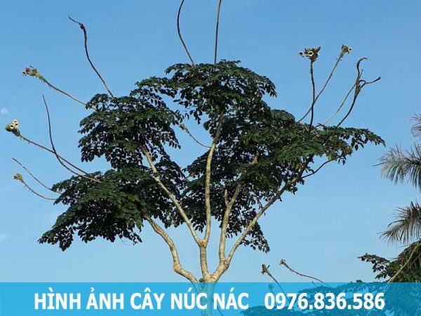 hình ảnh cây núc nác