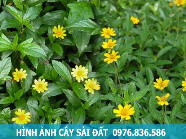 hình ảnh cây sài đất