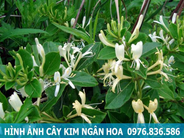 hình ảnh kim ngân hoa