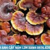 hình ảnh cây nấm lim xanh