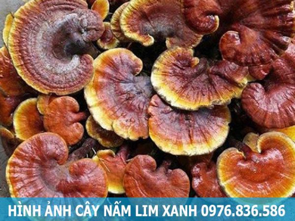 hình ảnh cây nấm lim xanh